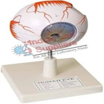 Human Eye Model STEM Science Lab Demonstration Model